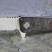 Ніж Ocaso Solstice, Engraved titanium, Topo Pattern, Satin