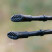 Палиці для скандинавської ходьби Tribe Nordic Pole Carbon T-ME-0023-white