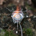 Пальник газовий Tribe Burner Remote T-HB-0018