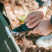 Ліжко складане Naturehike XJC08 CNK2550WS020, поліестер / алюміній, зелений