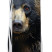 Складаний ніж Victorinox FIELDMASTER ANIMAL Чорний ведмідь