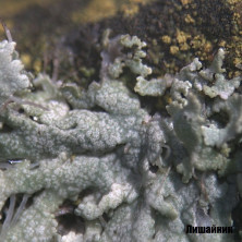 Мікроскоп Bresser Biolux ICD Stereo 20x