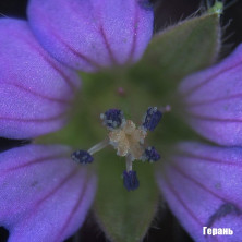 Мікроскоп Bresser Biolux ICD Stereo 20x