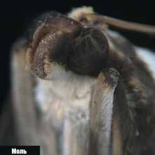 Мікроскоп Bresser Biolux ICD Stereo 20x