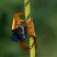 Затискач Petzl CROLL L