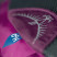 Рюкзак Osprey Daylite 13 Amulet Purple