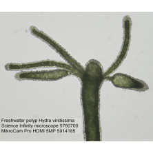 Мікроскоп Bresser Science Infinity 40x-1000x