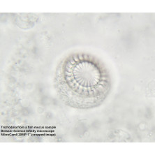 Мікроскоп Bresser Science Infinity 40x-1000x