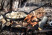 Сковорода кована Petromax Wrought-Iron Pan sp20 Ø14 см