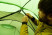 Палатка Vango Omega 250 Pamir Green (TENOMEGA P32163)