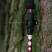 Треккинговые палки Tribe Z-Pole Alu T-ME-0024-plum