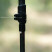Треккинговые палки Tribe Z-Pole Carbon T-ME-0025-plum