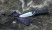 Нож складной Firebird FB7601-BK (восстановленный/открытая упаковка)