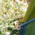 Палатка Tramp Brest 4 (V3) UTRT-110-olive