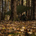 Тент Highlander XL Tarp Shelter HMTC (MA125-HC) (930530)