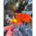 Спички BaseCamp STOPMPROOF MATCHES, 20 шт (BCP 50400)