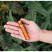 Фонарь Olight Baton 3 Pro Orange Skeleton
